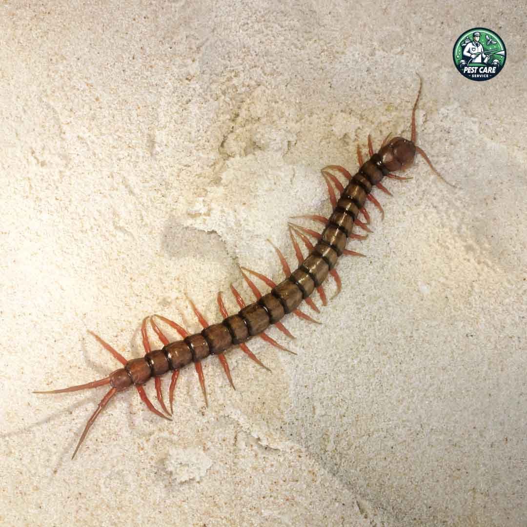 Centipede Control